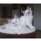 Neva Masquarade - Katze