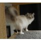 Neva Masquarade - Katze