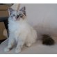 Neva Masquarade - Katze