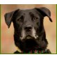 Nevada, Labrador-Mix - Hündin