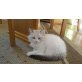 Nevamascerade /Ragdollmischling - Kater