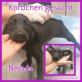Nevanda, Mischling Welpen - Hündin
