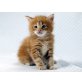 New England Coons Adriano, Maine Coon - Kater