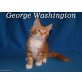 New England Coons G-Wurf, Maine Coon - Kater