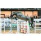 New Forest - Hengst