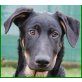 New Year, Dobermann-Schäfer-Mix Welpen - Rüde
