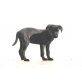 Nic, Labrador (Flat coated Retr.) - Rüde