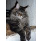 Nic, Maine Coon - Kater