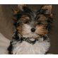 Nica, Biewer Yorkshire Terrier a la pon pom Welpen - Hündin