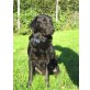 Nicco, Labrador - Hovavarth - Rüde