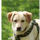 Nicholas, Golden Retriever Mix - Rüde
