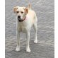 Nicholas, Golden Retriever Mix - Rüde