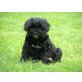 Nichthaarende Tibet Terrier- Pudel Mix Welpen - Hündin