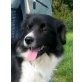 Nick, Bordercollie - Rüde