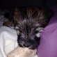 NickName Harper, Tibet-Terrier - Hündin