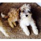 NickName Pünktchen, Tibet-Terrier - Rüde