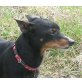 Nicki, Pinscher - Rüde