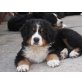 Nicki zum Bernerhof, Berner Sennenhund Welpen - Rüde