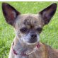 Nickilein, Chihuahua kurzhaariger Schlag - Hündin