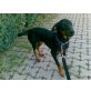 Nicky, Dobermann - Hündin