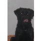 Nicky, Labrador und unbekannt - Hündin
