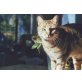 Nicky, Mischling (Freigänger) - Kater