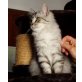 Nicky, Norwegische Waldkatze-Mix - Katze