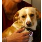 Nico, Kokoni-Mischling - Rüde