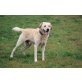 Nico, Labrador Retriever - Rüde