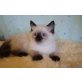 Nico, Ragdoll - Kater