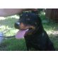 Nico, Rottweiler - Rüde