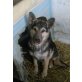 Nico, Schäferhund - Welpe - Rüde
