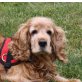 Nico - Senior, Englischer Cockerspaniel - Rüde