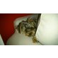 Nico, Yorkshire Terrier - Rüde