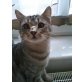 Nico, grau getigerte Hauskatze - Kater