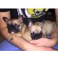 Nico und Nelly , Französische Bulldogge Welpen - Rüde