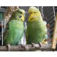Nicol und Pedro, Wellensittich - weiblich