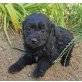 Nicole, Spaniel-Mischling Welpen - Hündin