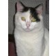 Nicoletta, Mischling - Katze