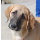 Niebla, Leonberger Mix Welpen - Hündin