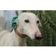 Niebla, sanft und schön, Galgo Español - Hündin