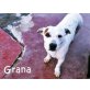 Niedliche GRANA (w) - lieb, lustig,verspielt! - Hündin