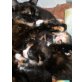 Niedliche Katzenbabys - Katze