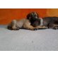 Niedliche Leonberger-Malinoi Mix Welpen abzug Welpen - Rüde
