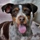 Niedlicher TRICO (m) sucht ein liebes Zuhause - Rüde