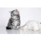 Nielson und Nebraska, Britisch Kurzhaarkatze - Kater