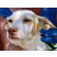 Nieve, Podenco Andaluz - Hündin