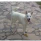 Nieve, weißer Schäferhund-Mischling - Hündin