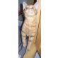Nigel, Katerchen Nigel sucht neues zuhause! - Kater