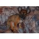 Nika, Chihuahua langhaariger Schlag Welpen - Hündin